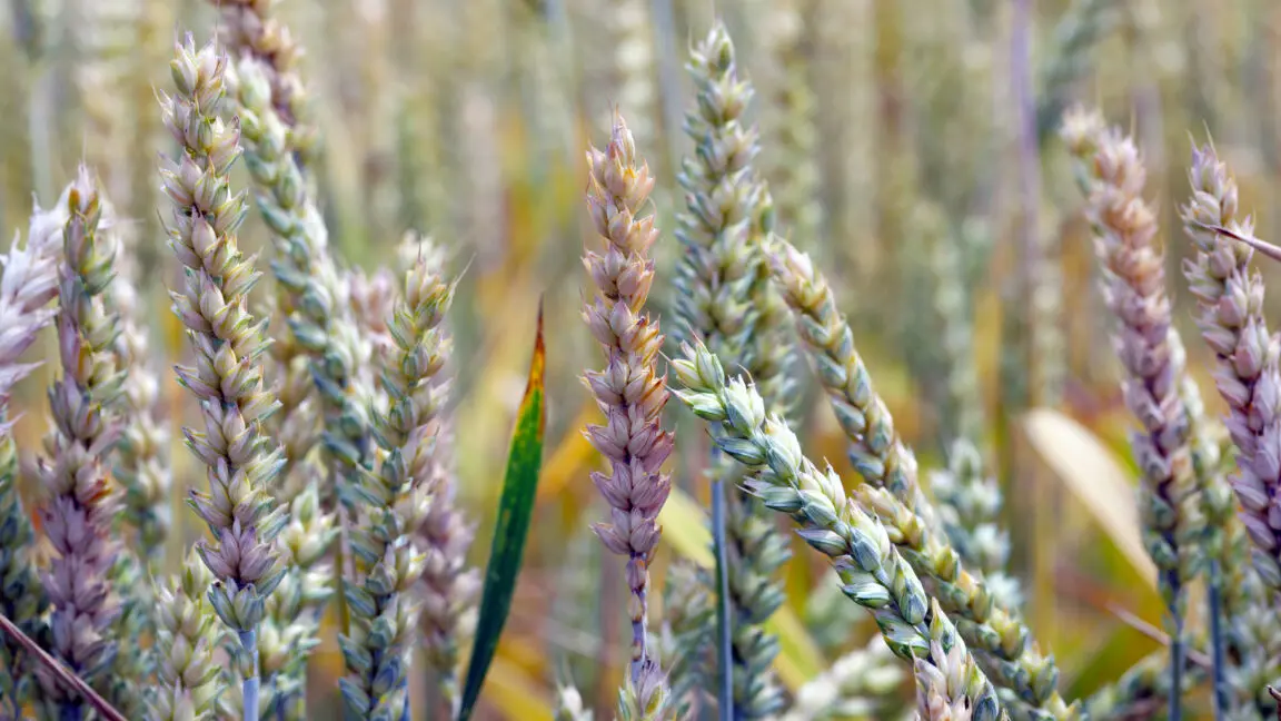 Tarım Ürünlerini Tehdit Eden Tehlikeli Mantar: Fusarium Graminearum ve Davası Teknoscope'ta!