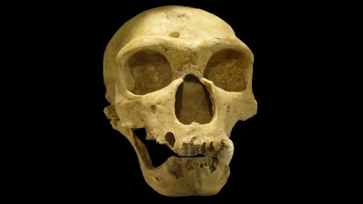 Neandertaller Yok Olmadı, Genetik İzlerimizle Aramızda Yaşıyor Olabilir: Yeni Araştırma Ortaya Koydu