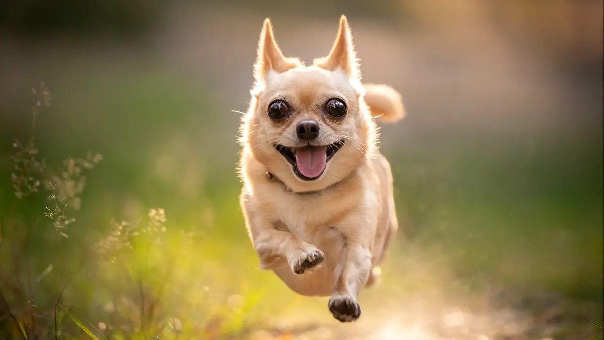 Patili Dostlarımızın Beyninde Farklılıklar Olabilir mi? Uzmanlardan Dikkat Çeken Bir İddia