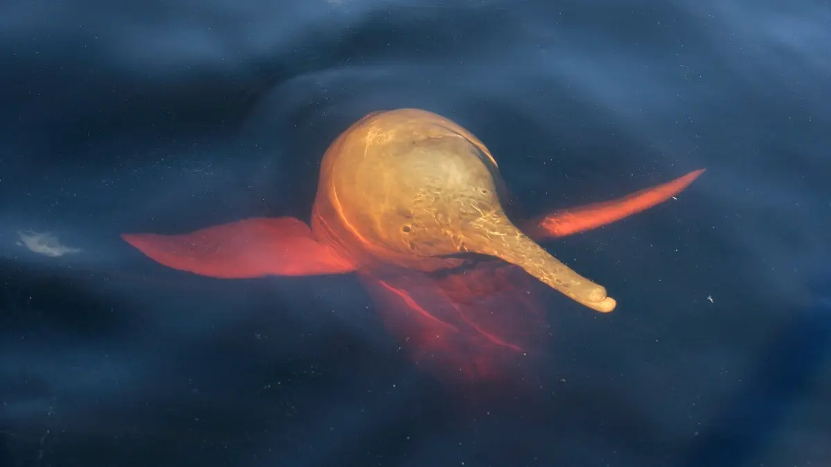 Amazon Gölleri Kaplıca Sıcaklığına Ulaştı: Yüzlerce Yunus Öldü