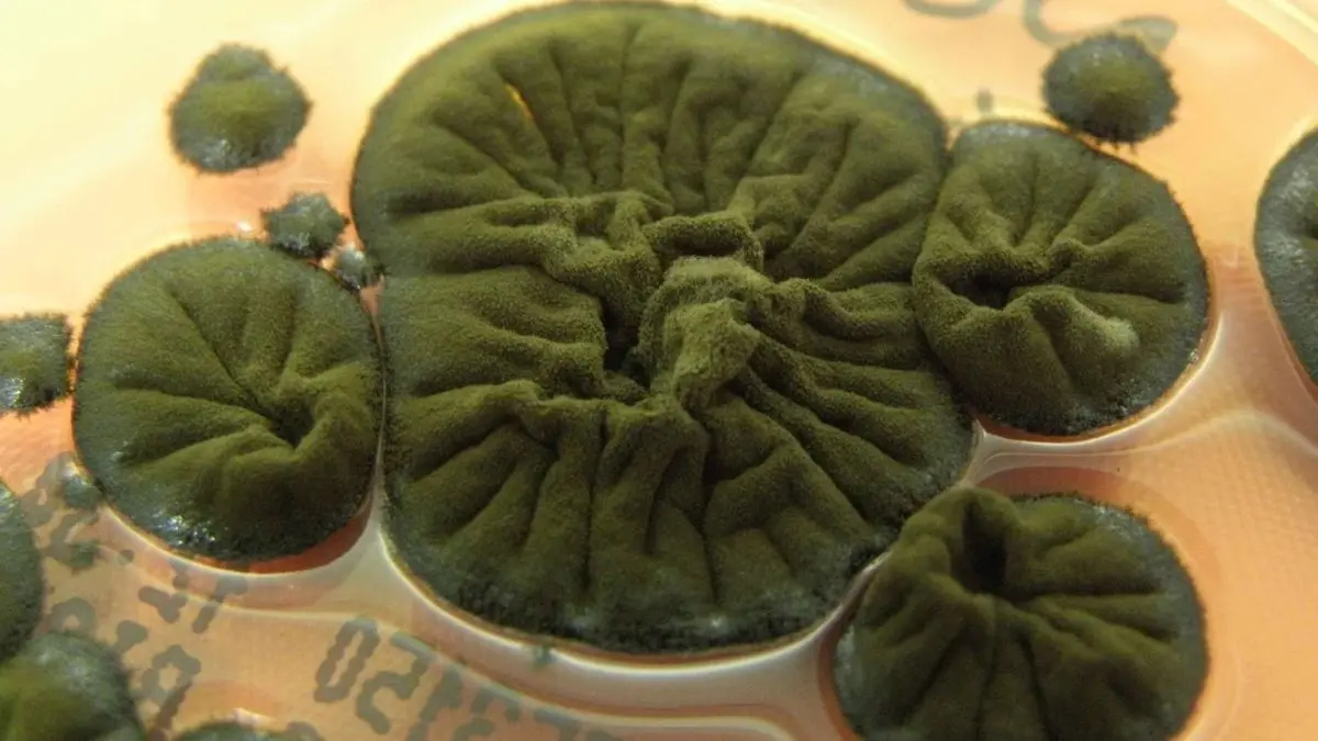 Çernobil'deki Siyah Mantar Radyasyonu Enerjiye Dönüştürüyor Olabilir: Bilim İnsanları Şaşkın!