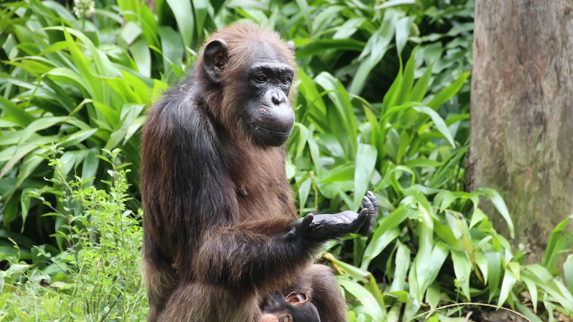 Şempanzeler Düşüncelerini Gözden Geçiriyor: Yeni Araştırma Metakognisyon Yeteneklerini Ortaya Koyuyor