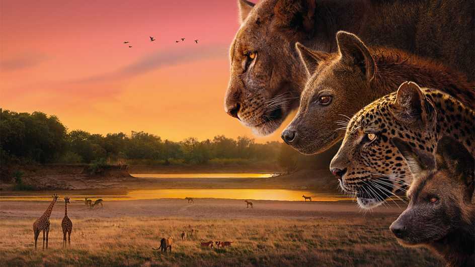 David Attenborough'dan Yeni Doğa Belgeseli 'Kingdom': İzleme Rehberi
