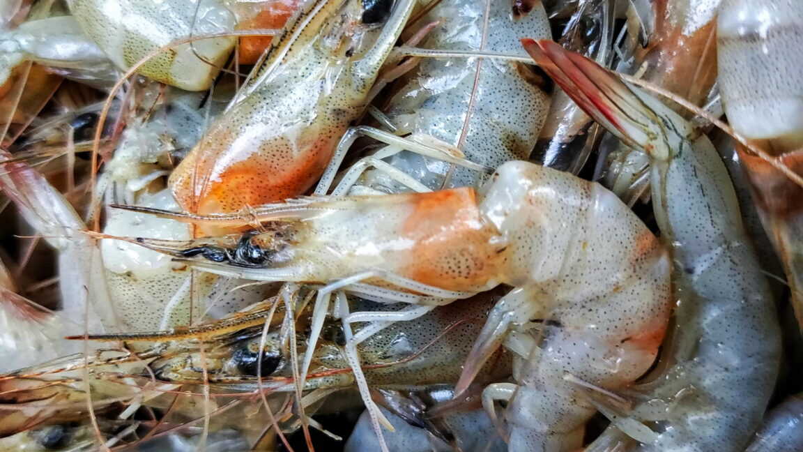 ABD'de Gıda Denetimleri Tarihi Düşüşte: Potansiyel Salgın Riski Kapıda!