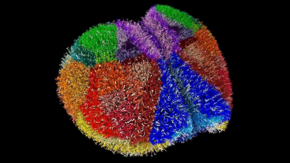 Süper Bilgisayar ile Gerçeğe En Yakın Sanal Beyin Simülasyonu: Fare Beyninin Gizemleri Aydınlanıyor