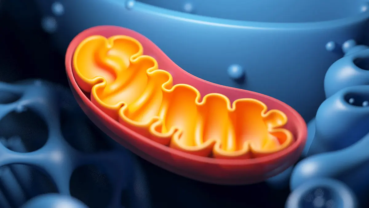 Bilim Dünyasında Çığır Açan Keşif: Mitokondri Proteinini Güçlendirmek Ömrü Uzatıyor ve Yaşlanmayı Geciktiriyor!