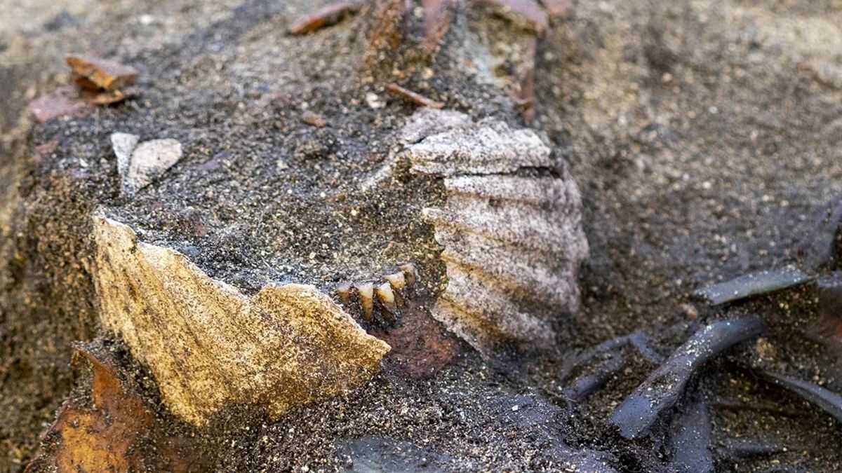 Viking Mezarlarında Görülmemiş Keşif: Ağzında Deniz Tarağıyla Gömülmüş Kadın!