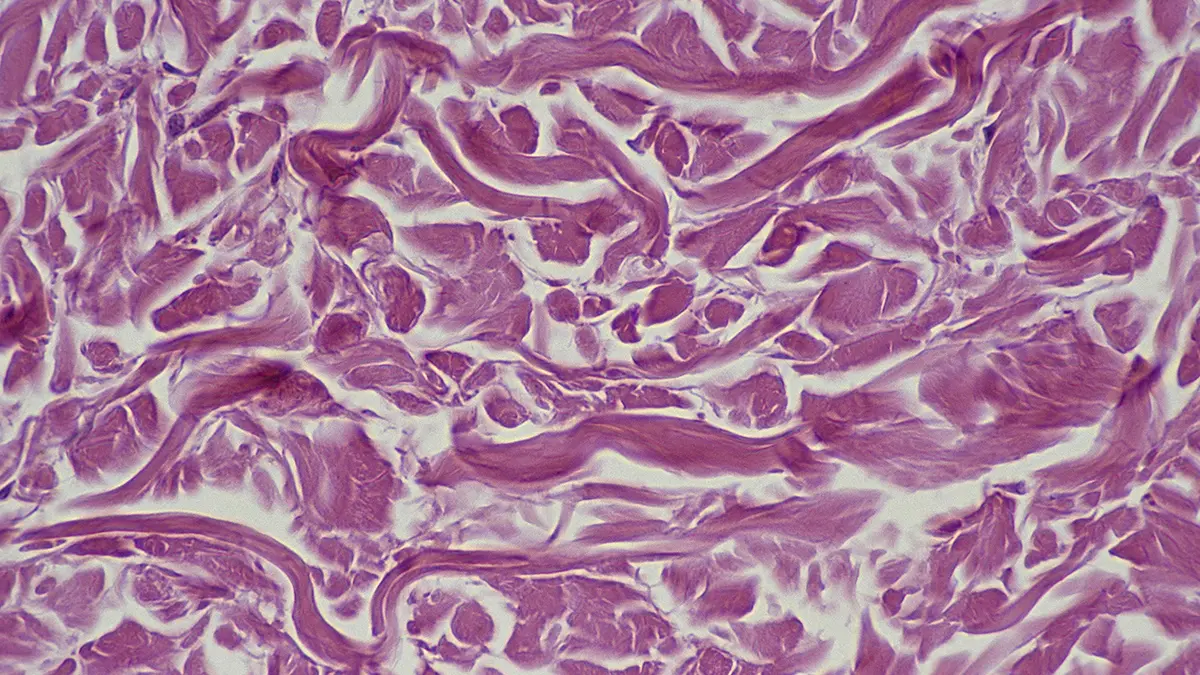 Bilim İnsanlarından Yaşlanan Hücreleri Canlandırma Rehberi Keşfedildi!