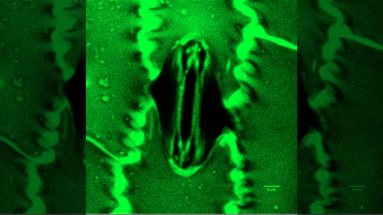 Bilim İnsanları Bitkilerin Nefes Alışını Anlık İzliyor: Avuç İçi Boyutunda Devrimsel Teknoloji