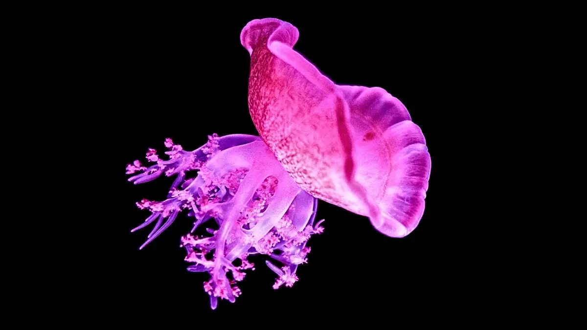 Denizanası da Uyuyor! Bu Keşif Uykunun Kökenini Açıklayabilir