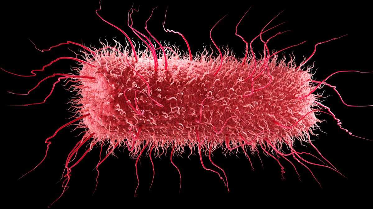 Yaşamın Kökleri: Tüm Canlıların Ortak Atasının Genleri, Bilinmeyen Bir Kaynaktan Gelmiş Olabilir