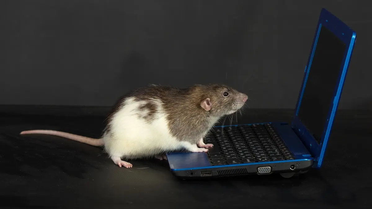 Bilim İnsanları Farelerin Gördüklerini Beyin Okuma Yöntemiyle Yeniden Oluşturdu!