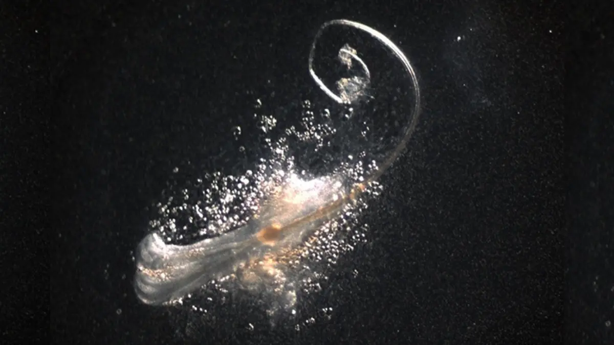 Bilim Dünyasında Devrim: Laboratuvarda Kendi Kendine Büyüyen Saç Kökleri Üretildi!