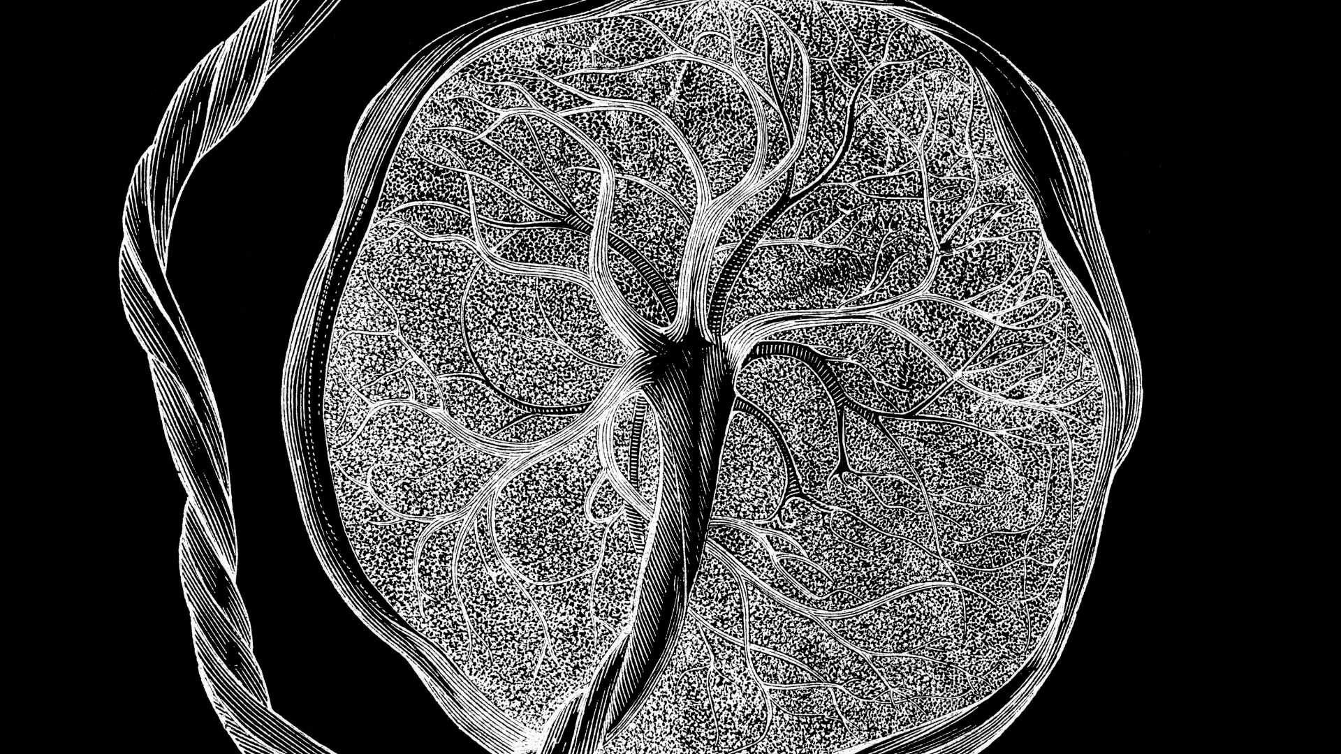 Bilim İnsanları Gebeliğe Özgü Yeni Bir Hücre Keşfetti: 'Ne Olduğunu Kimse Bilmiyor!'