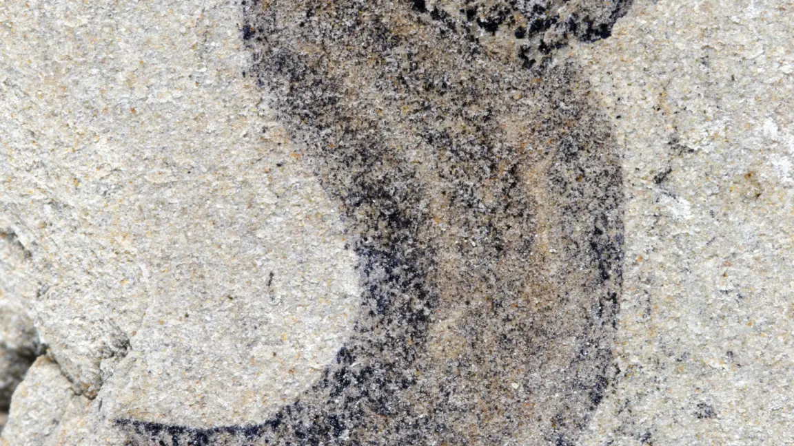 Kambriyen Patlaması Öncesinde Karmaşık Hayvan Grupları: Yeni Fosil Keşifleri Bilinenleri Değiştiriyor