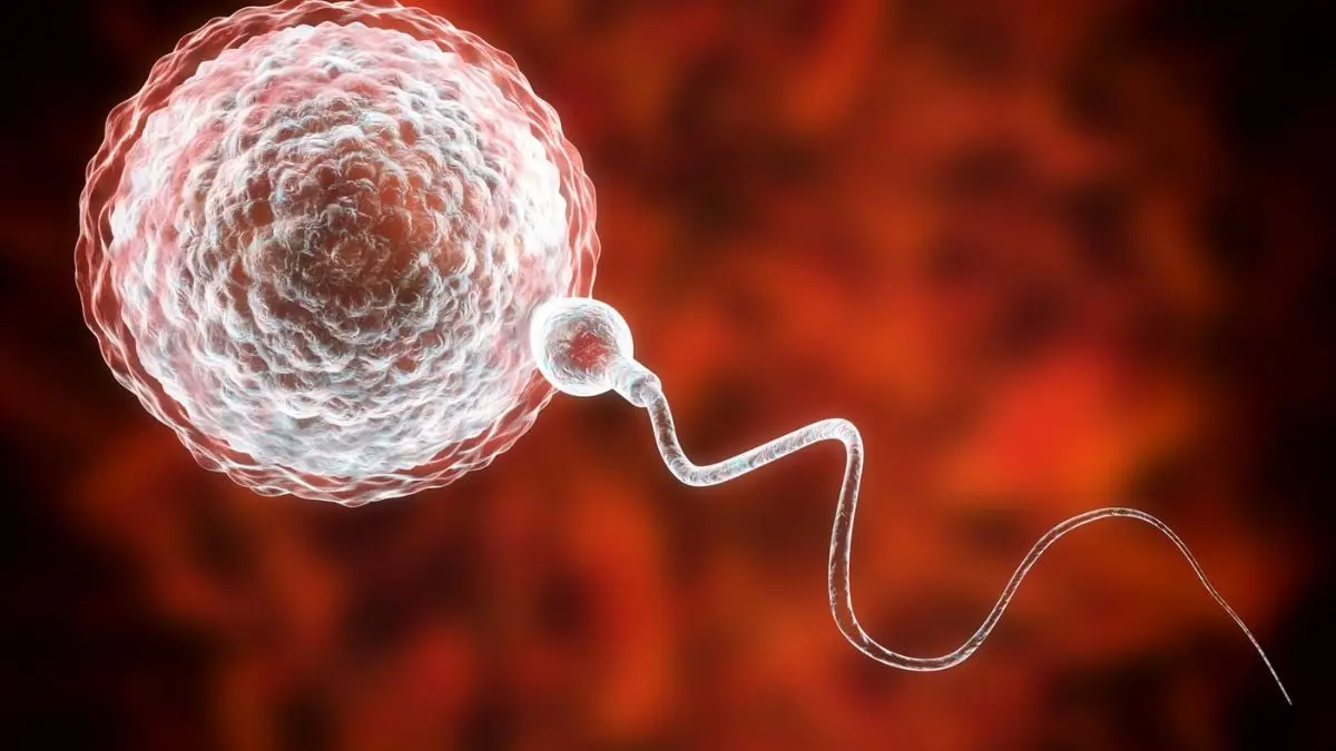 Çocukluktan Dondurulan Testis Dokusu İle Kısırlık Tedavisinde Dünya İlki: Ebeveynlik Umudu Yeniden Doğdu