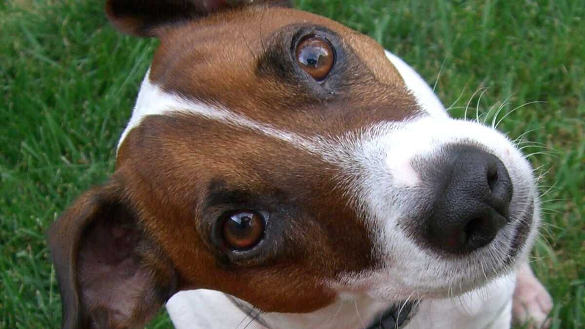 Köpek Beyinleri Neden Küçüldü? Cevap 5.000 Yıl Öncesine Gidiyor ve Belki de Suçlusu Biziz!