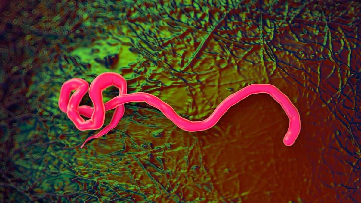 Türkiye'de İlk Ebola Vakası: Kongo'dan Gelen Doktor Karantinada