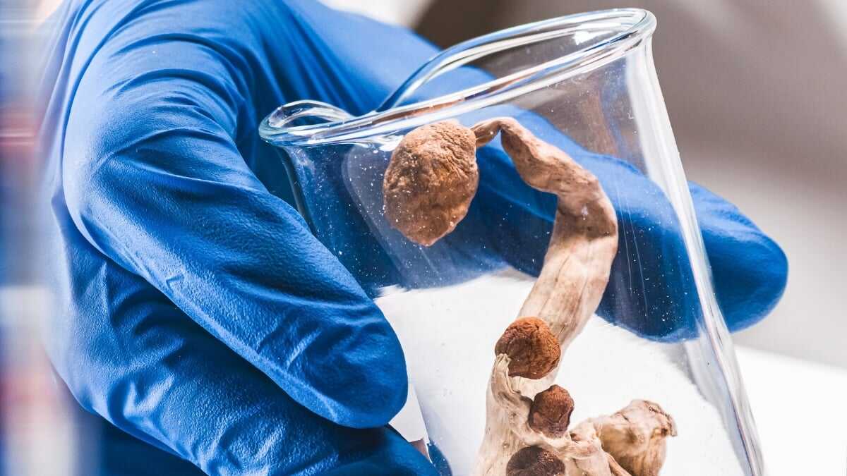 Sihirli Mantarlar ve Alzheimer: Sıradışı Bir Vaka Yeni Sorular Doğuruyor