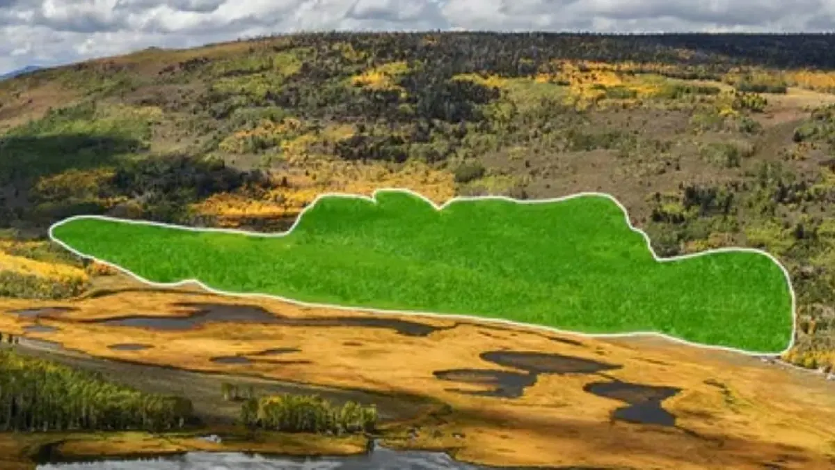 Dünyanın En Büyük Canlı Varlığı 'Pando'dan Gelen Gizemli Sesler Kaydedildi!
