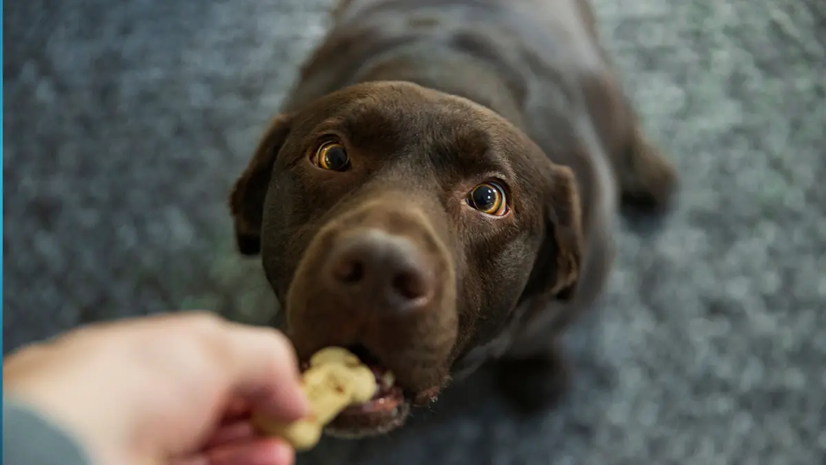 7 Yıl Kuralı Devri Bitti! Bilim İnsanları Köpek Yaşını Hesaplamanın Yeni ve Daha Doğru Yolunu Buldu