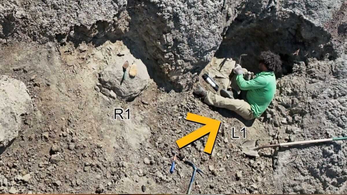 Dev Timsahın Ayak İzleri Bulundu: İnsan Boyutunda ve Tarihe Işık Tutuyor!