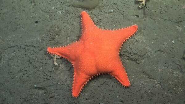 Sünger Bob'un Patrick'i Benzeri Yıldız Bulundu: 57 Yeni Deniz Türü Keşfedildi!