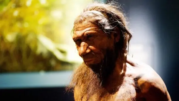 Neandertaller'den Şaşırtan Keşif: Ahşap İşçiliğinde Ustalaşmışlar!